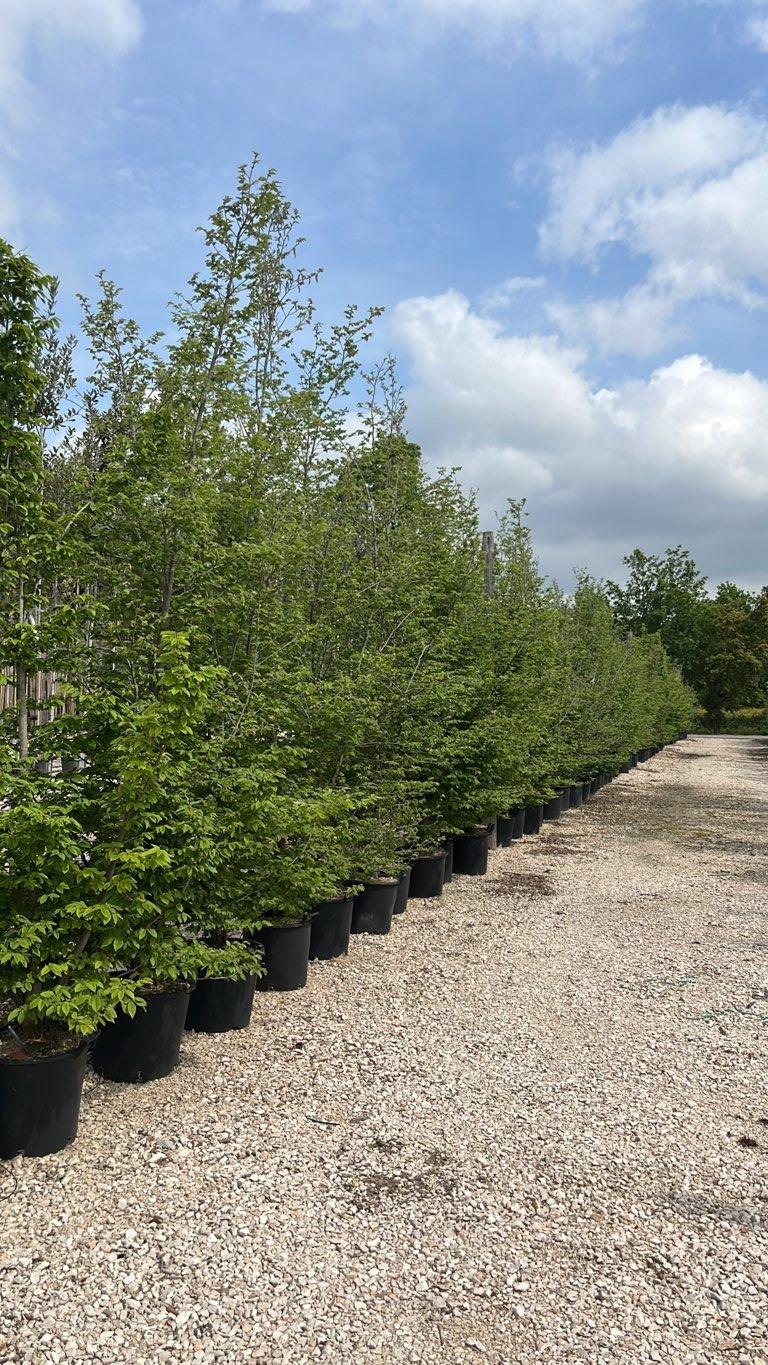 Carpinus Betulus (Carpino bianco) — Cespuglio, altezza 250/300 cm, vaso 30 litri