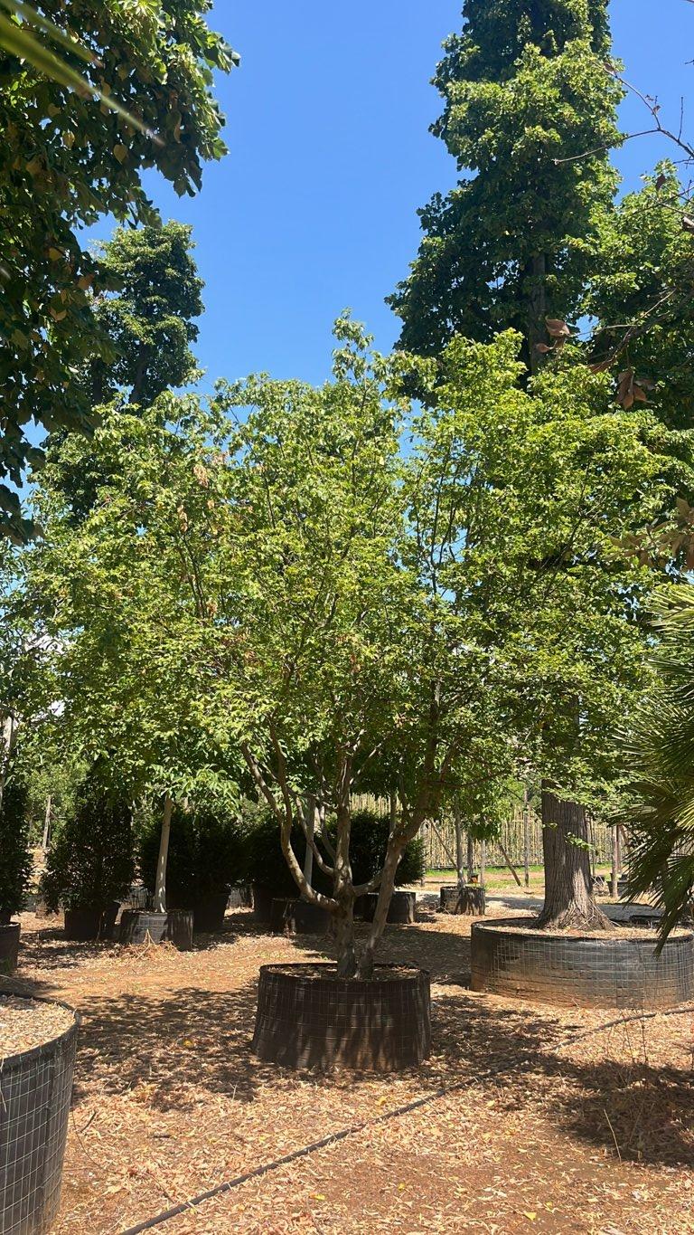 Carpinus Betulus (Carpino bianco) — Nuvola, altezza 350/400 cm, in rete