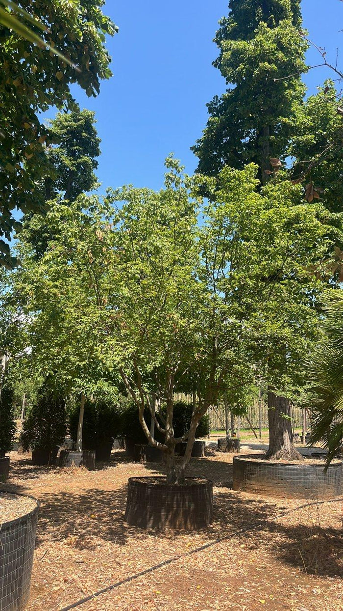 Carpinus Betulus (Carpino bianco) — Nuvola, altezza 350/400 cm, in rete