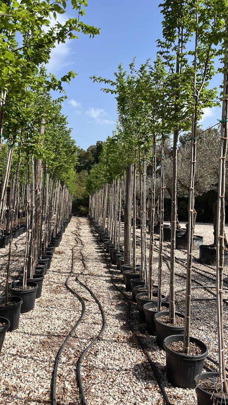 Carpinus Betulus (Carpino bianco) — Albero, circonferenza 8/10 cm, vaso 30 litri