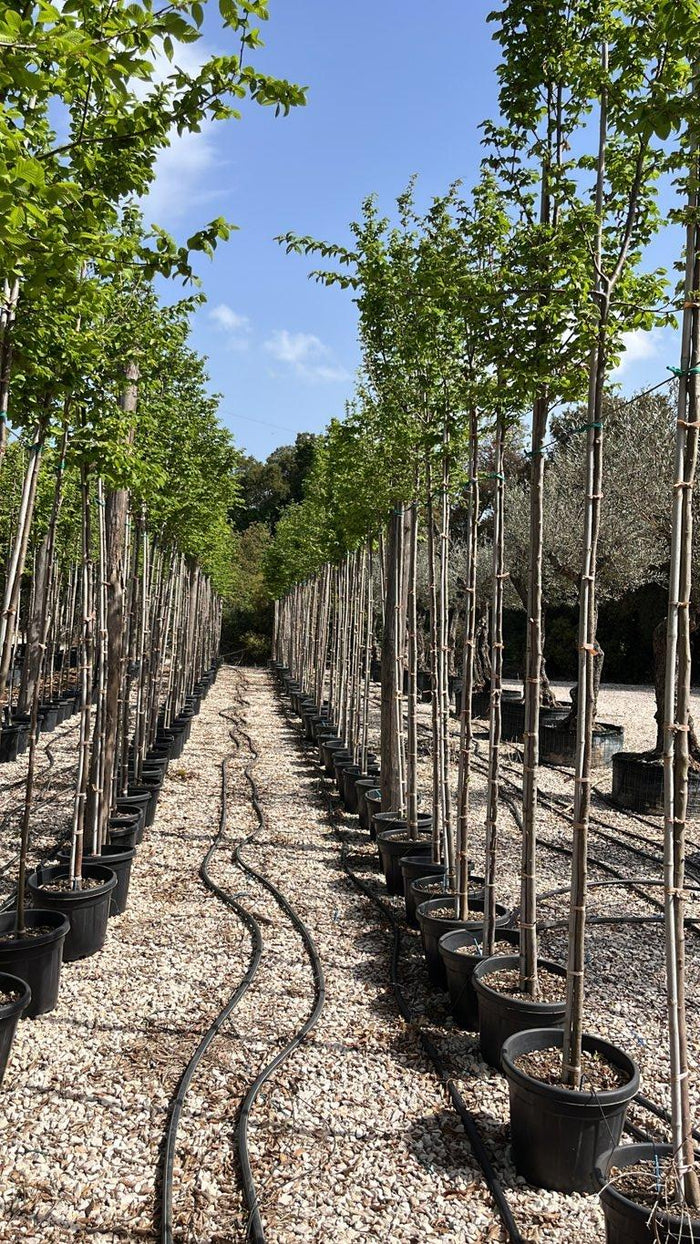 Carpinus Betulus (Carpino bianco) — Albero, circonferenza 8/10 cm, vaso 30 litri