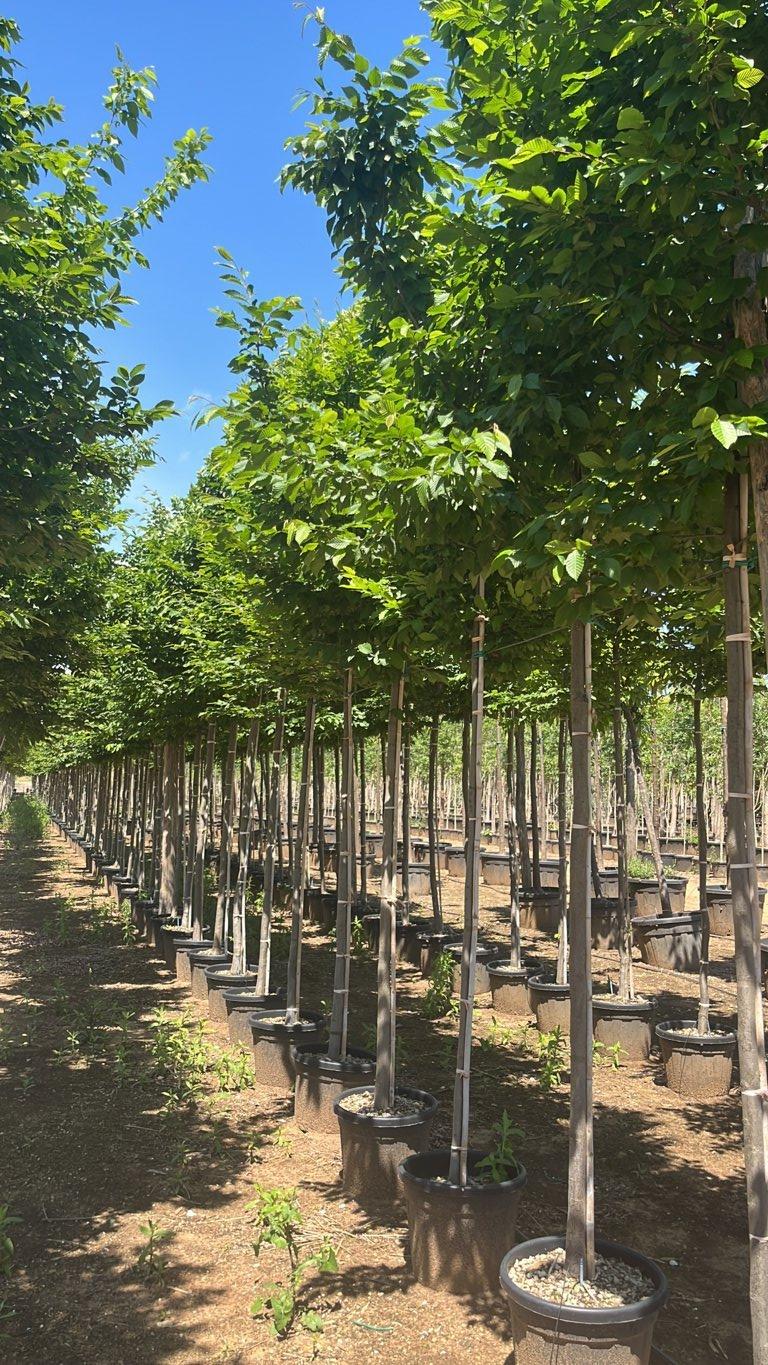 Carpinus Betulus (Carpino bianco) — Albero, circonferenza 12/16 cm, vaso 35 litri