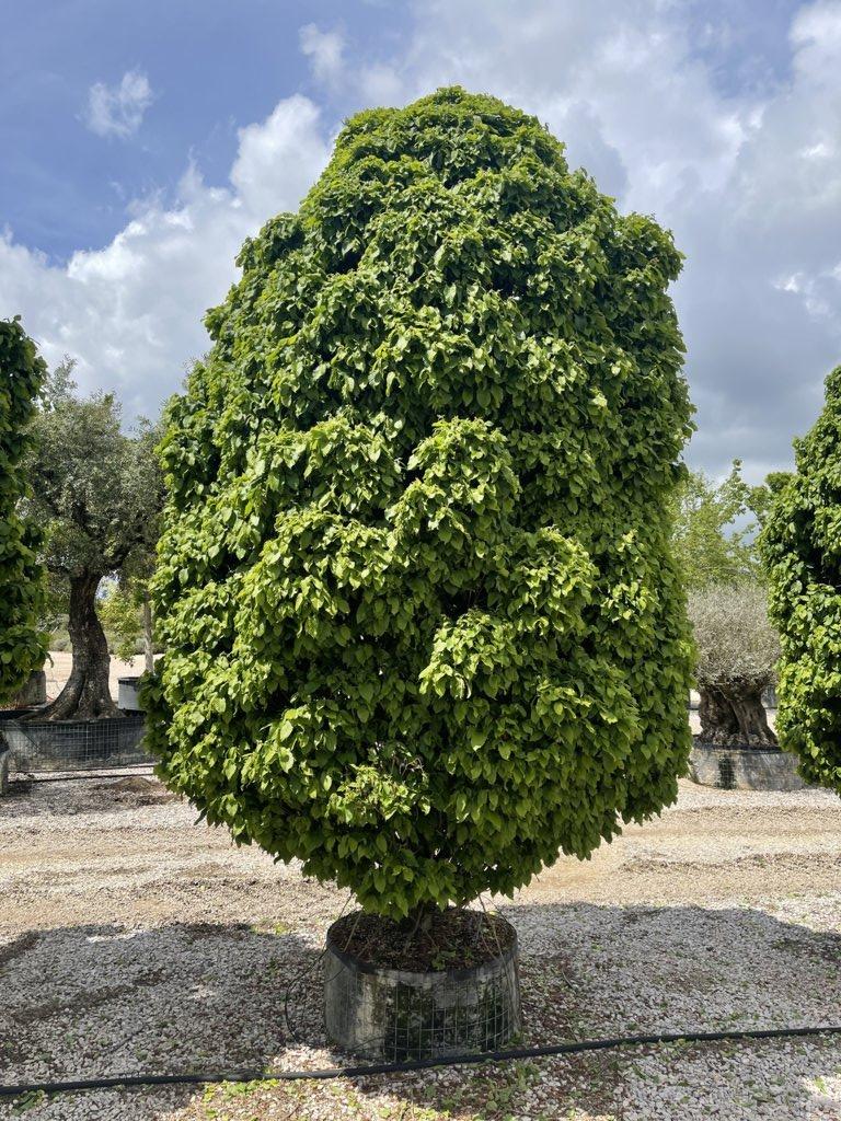 Carpinus Betulus Monumentalis (Carpino bianco) — Cespuglio, altezza 400/450 cm, in rete