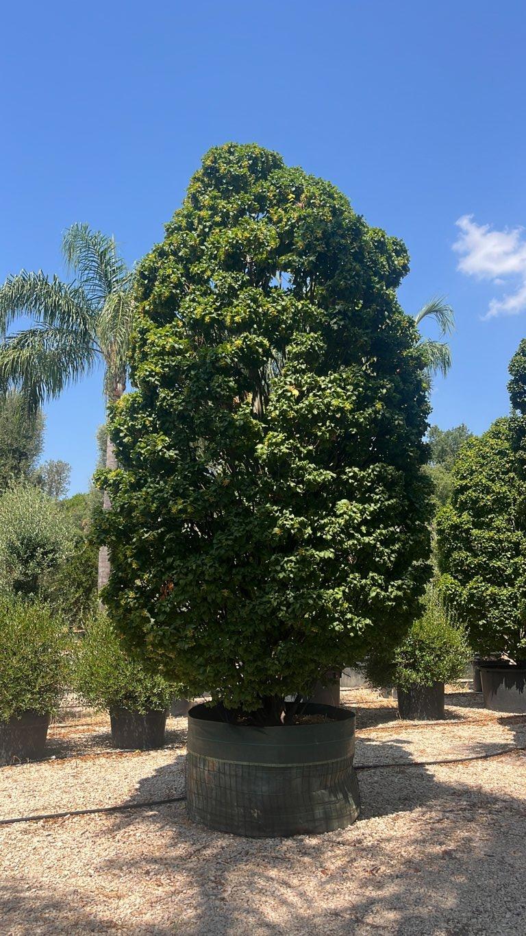 Carpinus Betulus Monumentalis (Carpino bianco) — Cespuglio, altezza 450/500 cm, in rete
