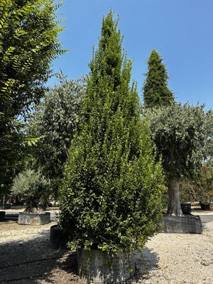 Carpinus Betulus Pyramidalis (Carpino) — Cespuglio, altezza 800/900 cm, in rete