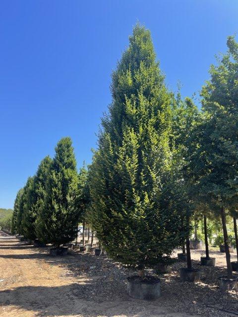 Carpinus Betulus Pyramidalis (Carpino) — Cespuglio, altezza 700/750 cm, in rete