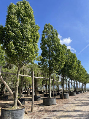Carpinus Betulus Pyramidalis (Carpino) — Albero, circonferenza 45/50 cm, in rete