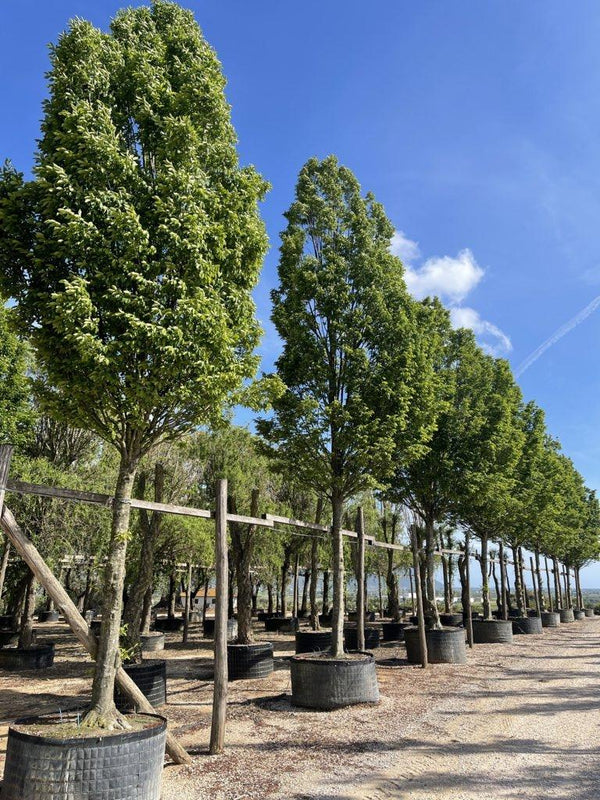 Carpinus Betulus Pyramidalis (Carpino) — Albero, circonferenza 45/50 cm, in rete