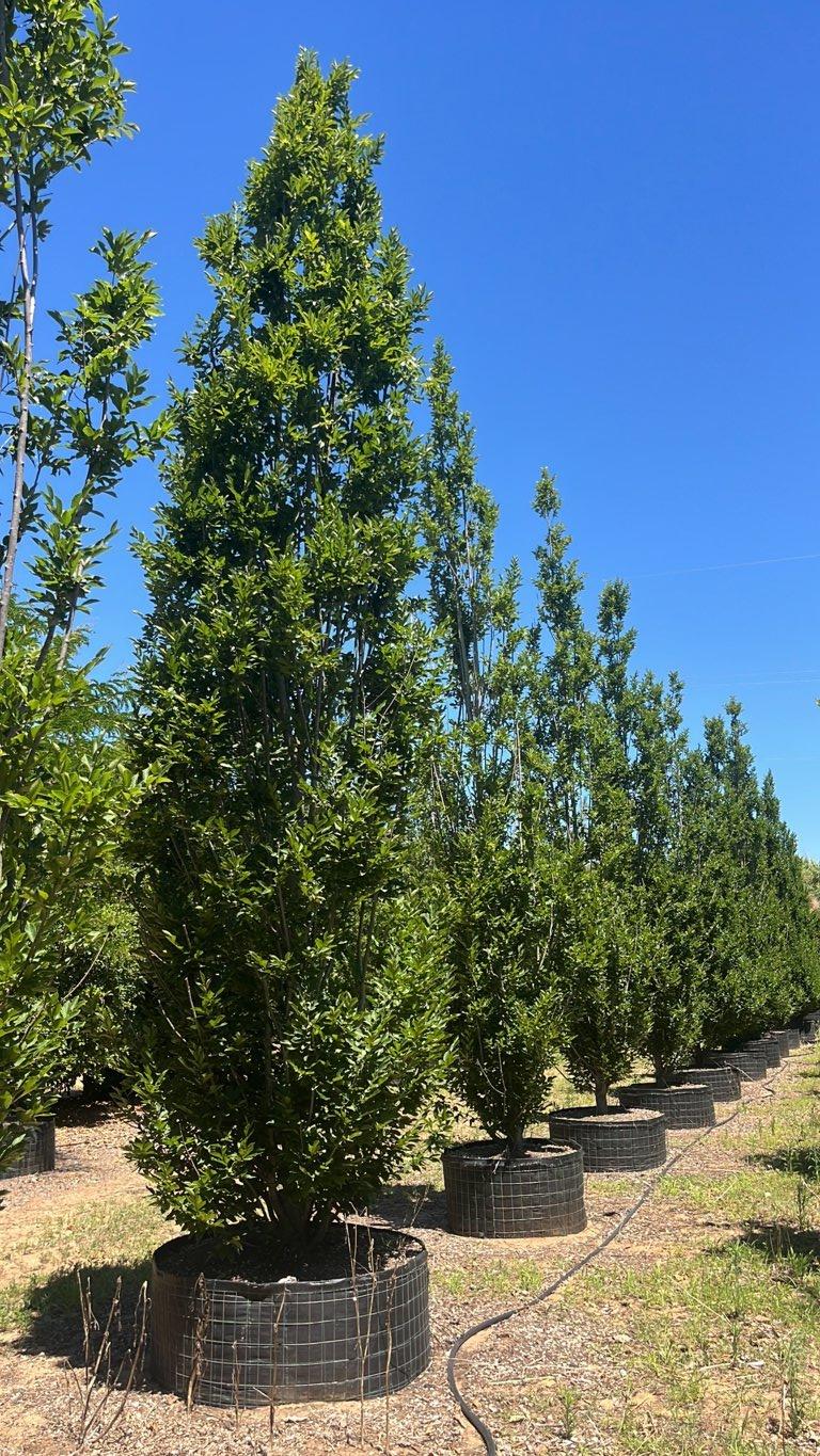 Carpinus Betulus Pyramidalis (Carpino) — Cespuglio, altezza 600/650 cm, in rete