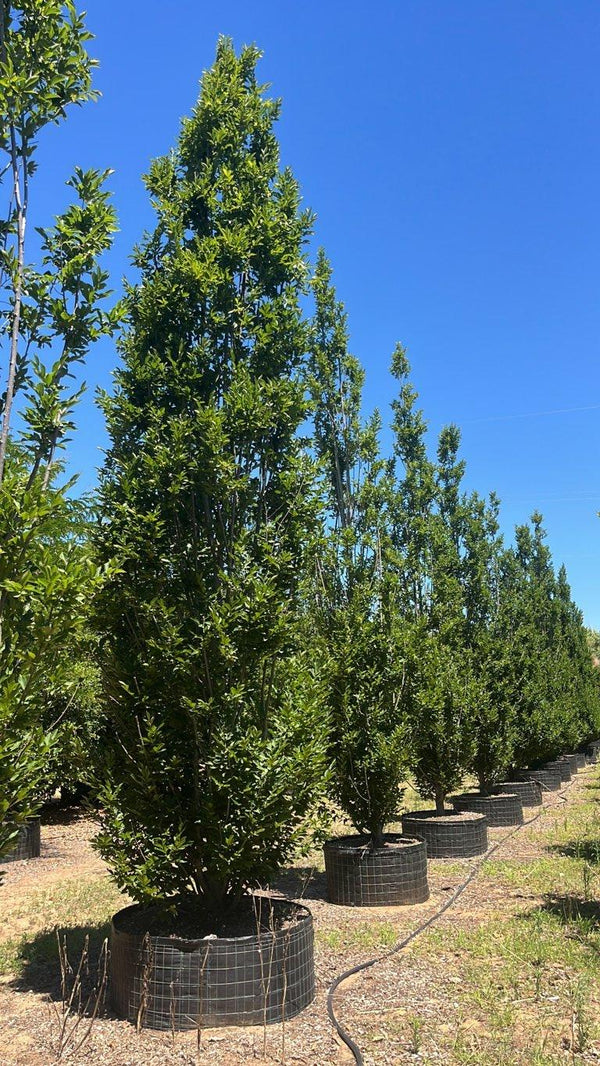 Carpinus Betulus Pyramidalis (Carpino) — Cespuglio, altezza 600/650 cm, in rete