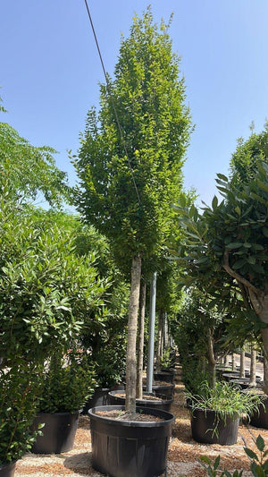 Carpinus Betulus Pyramidalis (Carpino) — Albero, circonferenza 35/40 cm, vaso 500 litri