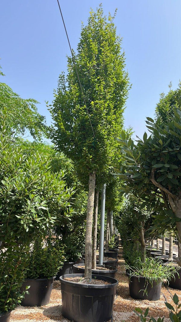 Carpinus Betulus Pyramidalis (Carpino) — Albero, circonferenza 35/40 cm, vaso 500 litri