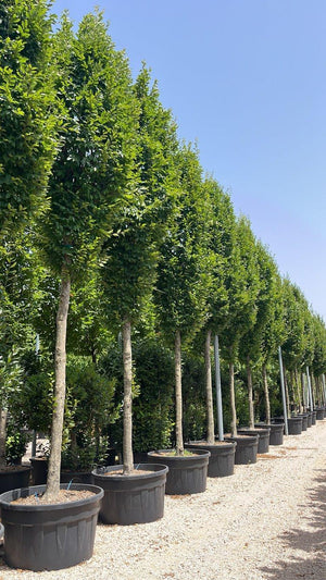 Carpinus Betulus Pyramidalis (Carpino) — Albero, circonferenza 30/35 cm, vaso 500 litri