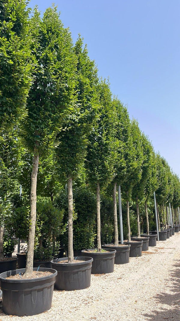 Carpinus Betulus Pyramidalis (Carpino) — Albero, circonferenza 30/35 cm, vaso 500 litri