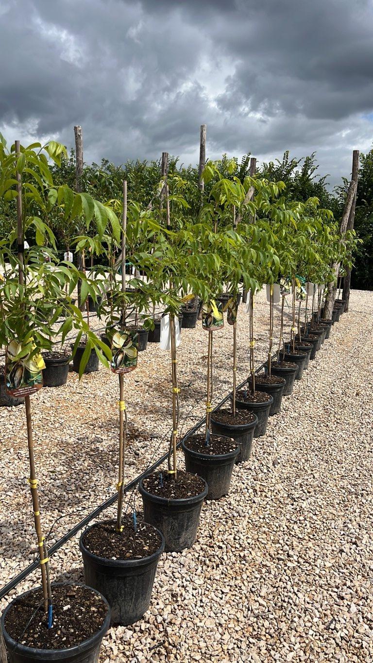 Carya Illinoinensis in varietà (Pecan) — 1/2 fusto, vaso 15 litri