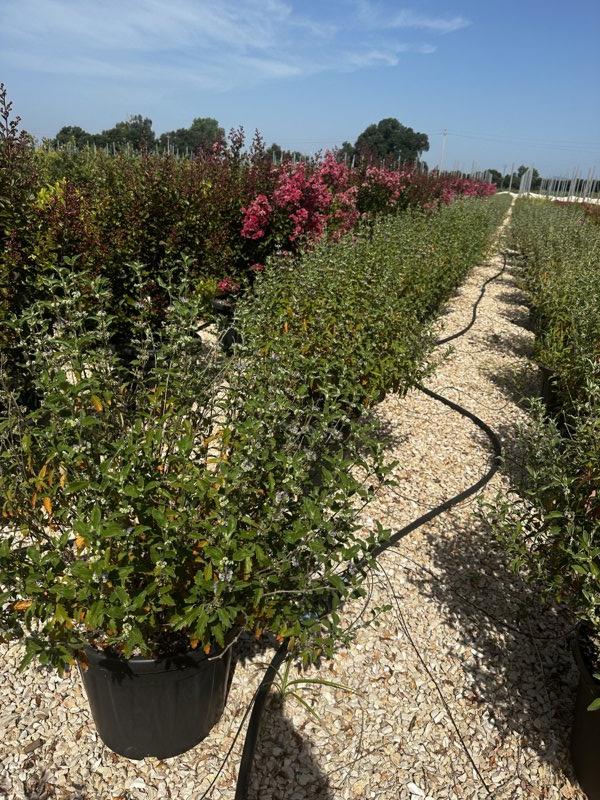 Caryopteris Clandonensis Blue Empire — Cespuglio, vaso 35 litri