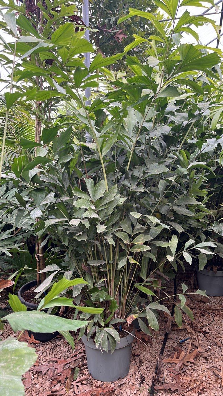 Caryota Mitis (Palma coda di pesce) — Cespuglio, altezza 150/175 cm, New Life 26