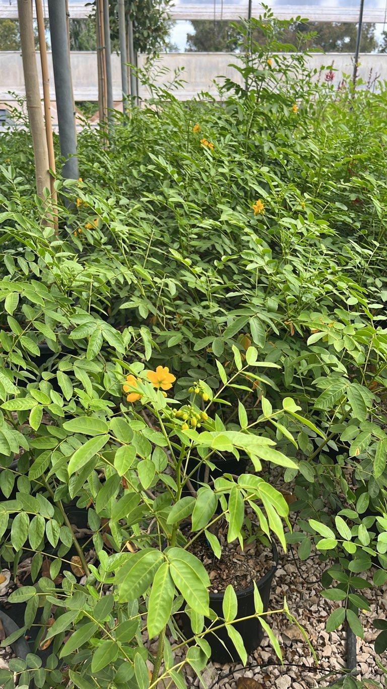 Cassia Corymbosa (Sena) — vaso 9 litri