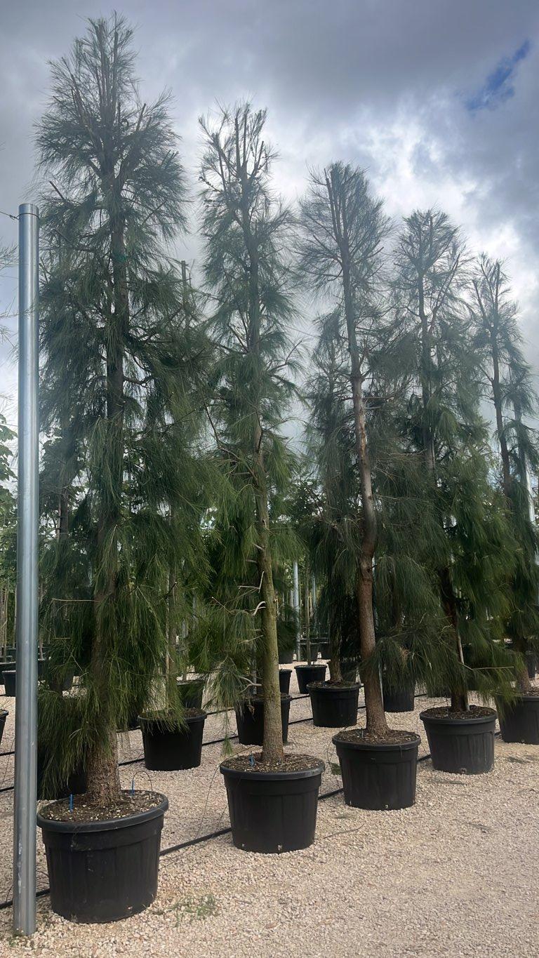 Casuarina Equisetifolia (Pino australiano) — Albero, altezza 500/550 cm, vaso 150 litri