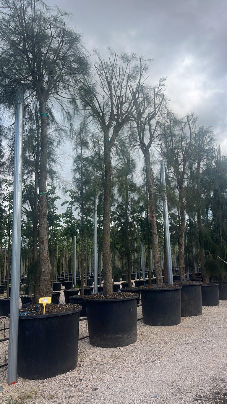 Casuarina Equisetifolia (Pino australiano) — Albero, circonferenza 40/50 cm, vaso 350 litri