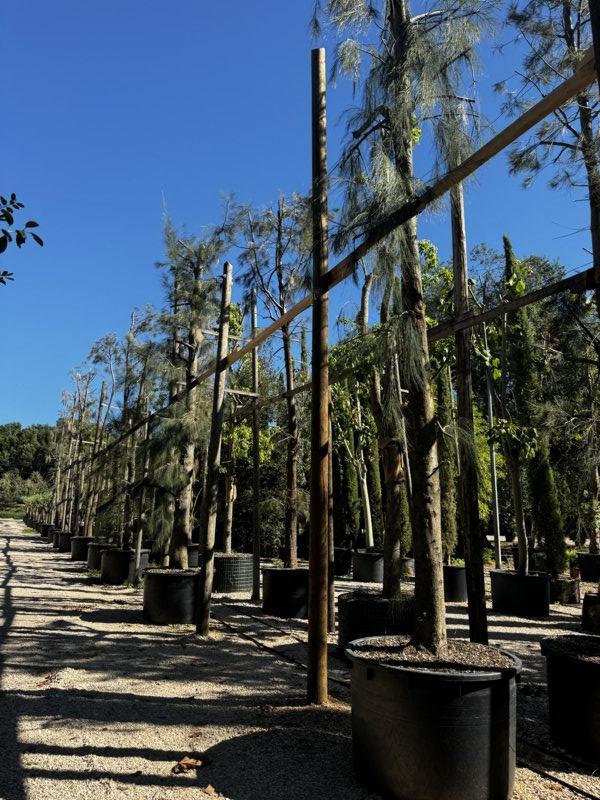 Casuarina Equisetifolia (Pino australiano) — circonferenza 40/50 cm, vaso 750 litri