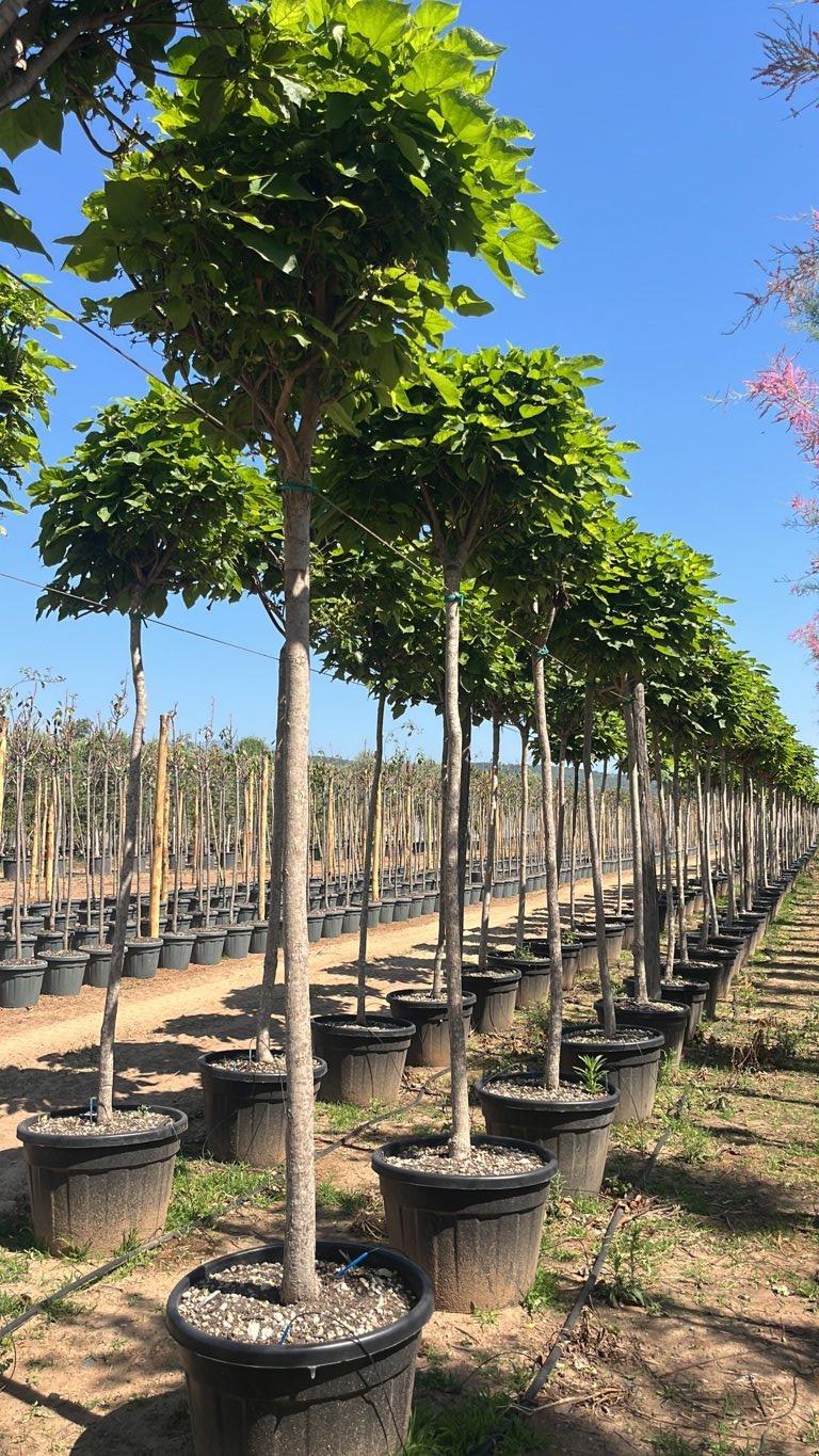 Catalpa Bungei (Catalpa a palla) — Albero, circonferenza 16/18 cm, vaso 110 litri