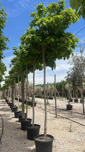 Catalpa Bungei (Catalpa a palla) — Albero, circonferenza 18/20 cm, vaso 70 litri