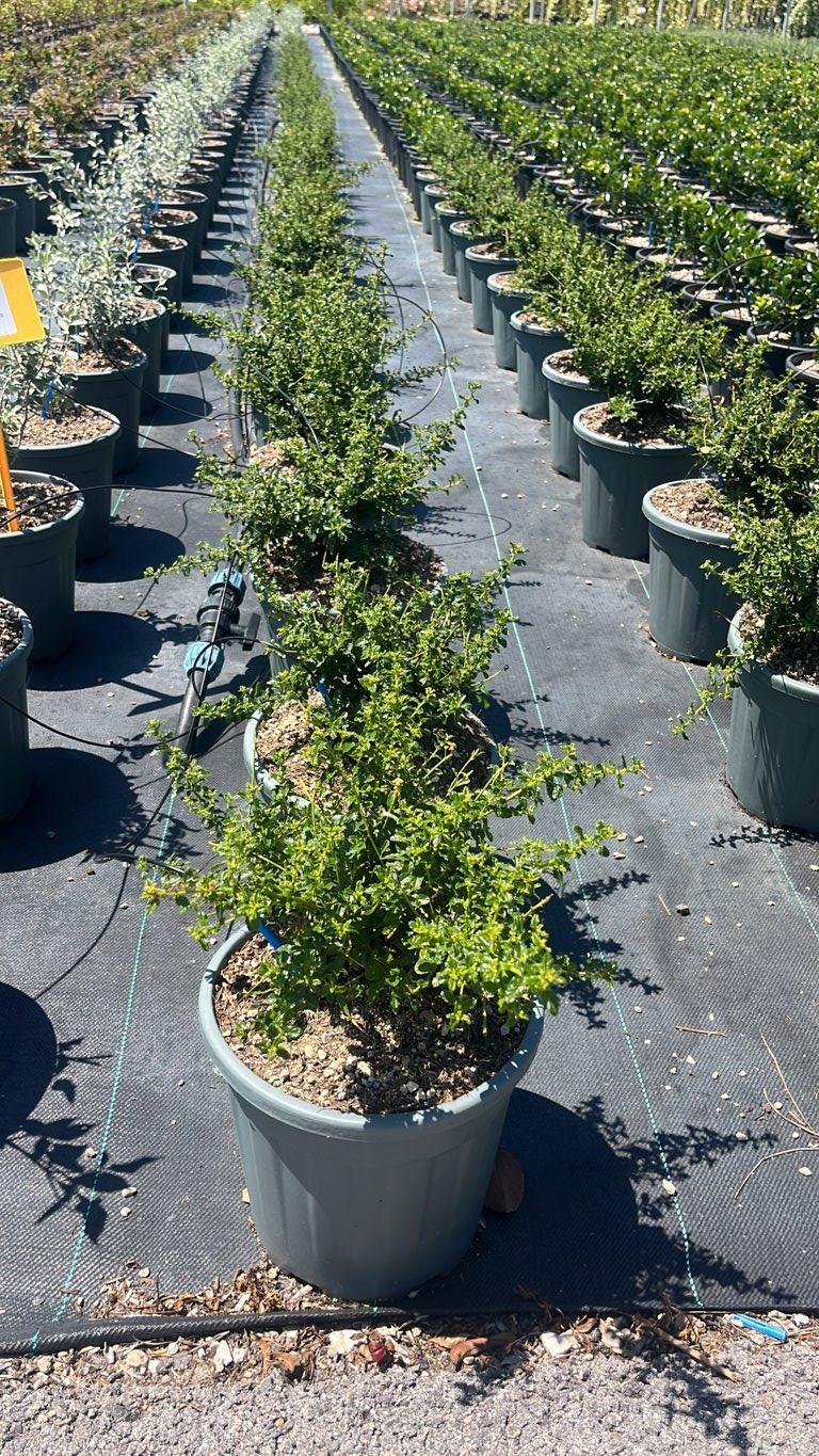 CEANOTHUS BLUE MOUND Cianoto blu