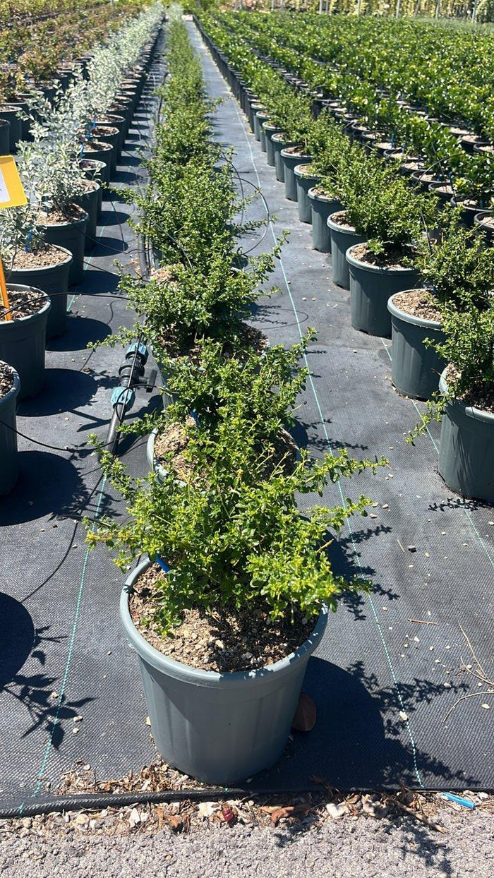 CEANOTHUS BLUE MOUND Cianoto blu
