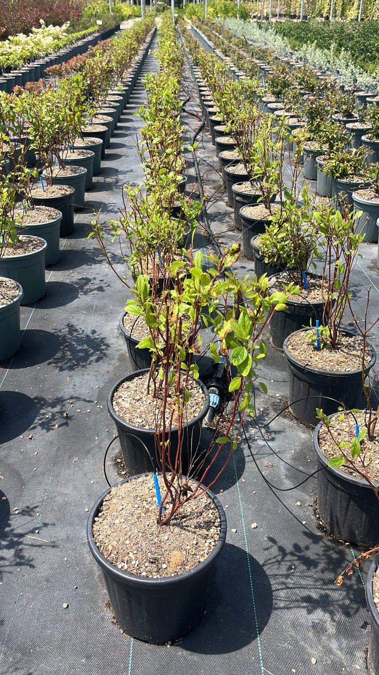 CEANOTHUS X PALLIDUS MARIE SIMON Cianoto rosa