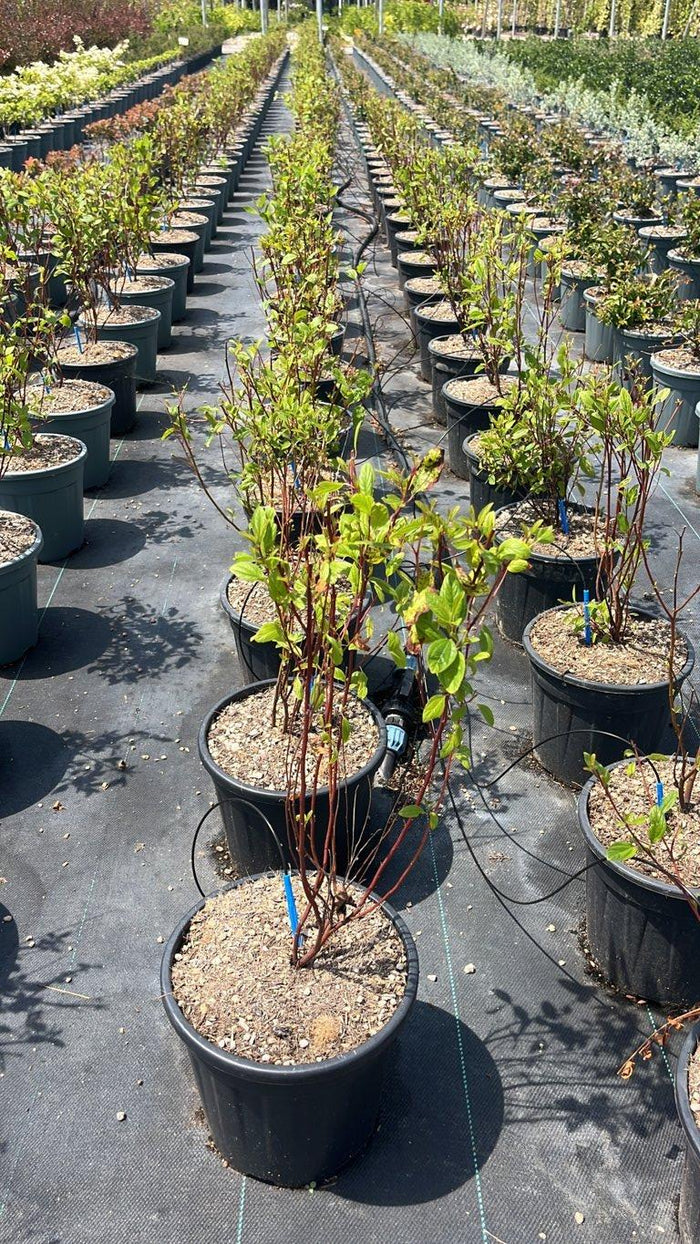 CEANOTHUS X PALLIDUS MARIE SIMON Cianoto rosa