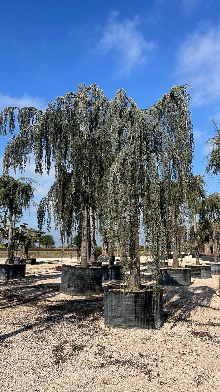 Cedrus Atlantica Glauca Pendula (Cedro blu) — Esemplare, circonferenza 50/60 cm, in rete
