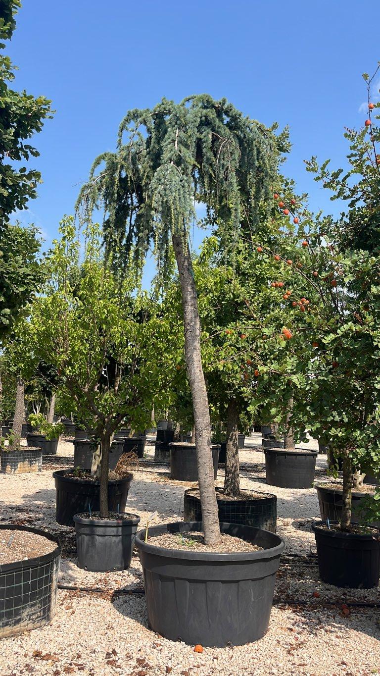Cedrus Atlantica Glauca Pendula (Cedro blu) — Esemplare, circonferenza 35/40 cm, vaso 500 litri