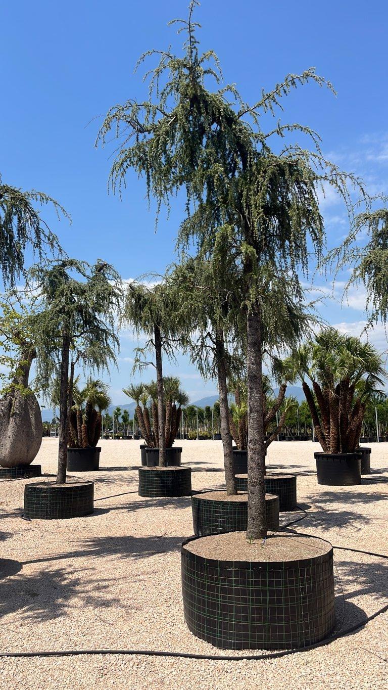 Cedrus Atlantica Glauca Pendula (Cedro blu) — Esemplare, circonferenza 60/70 cm, in rete