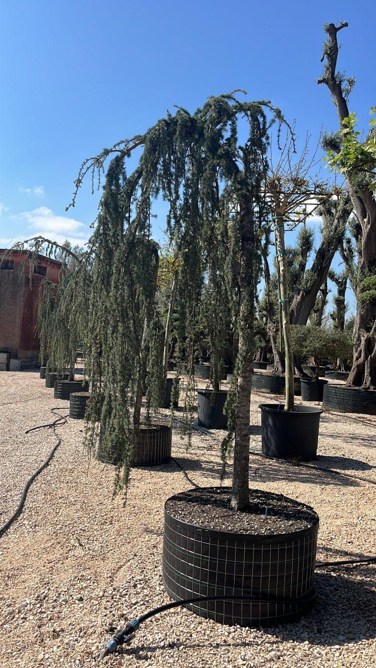 Cedrus Atlantica Glauca Pendula (Cedro blu) — Esemplare, circonferenza 30/35 cm, in rete