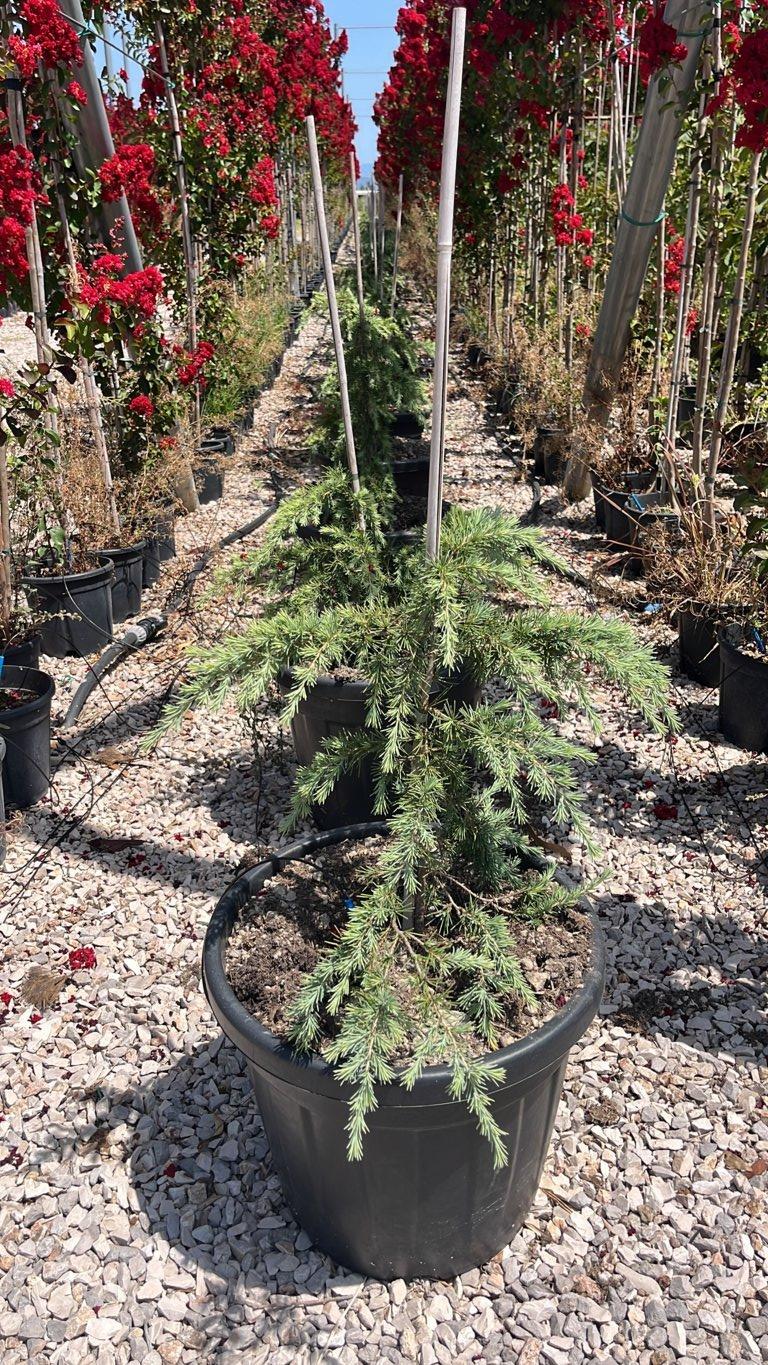Cedrus Deodara Feelin Blue (Cedro dell'Himalaya) — vaso 35 litri