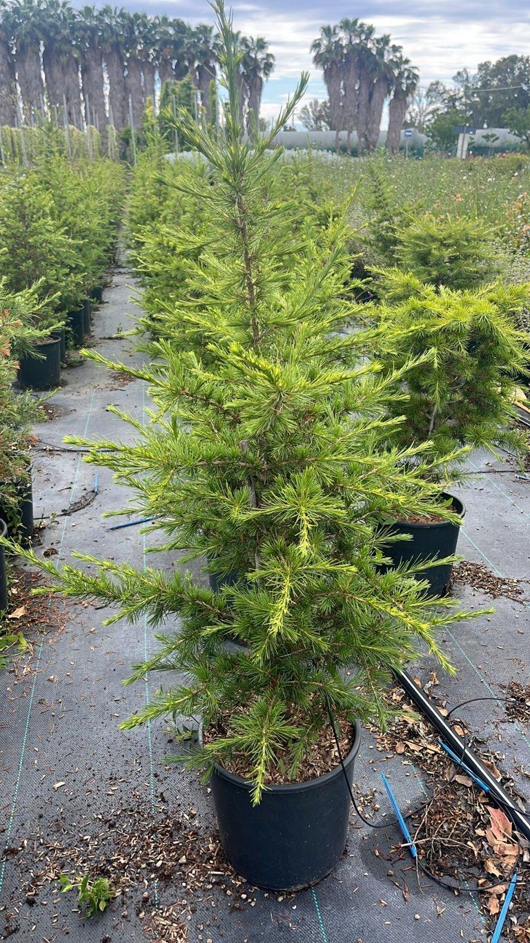 Cedrus Libani (Cedro del Libano) — vaso 9 litri