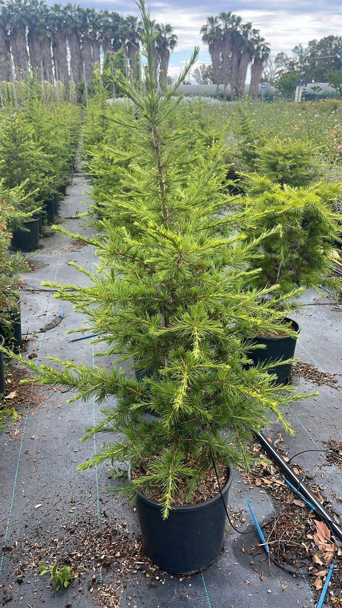 Cedrus Libani (Cedro del Libano) — vaso 9 litri