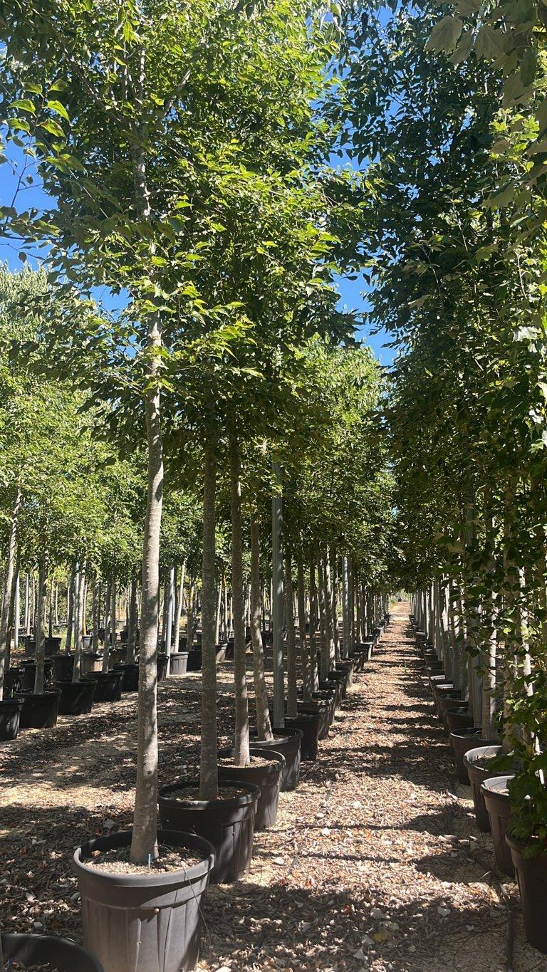 Celtis Australis (Bagolaro) — Albero, circonferenza 25/30 cm, vaso 150 litri