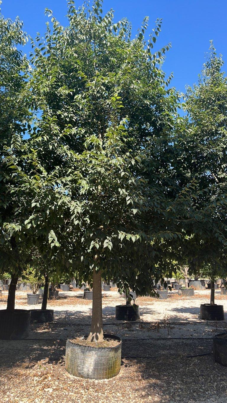 Celtis Australis (Bagolaro) — Albero, circonferenza 55/60 cm, in rete