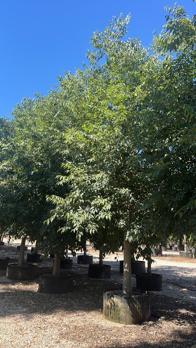 Celtis Australis (Bagolaro) — Albero, circonferenza 45/50 cm, in rete