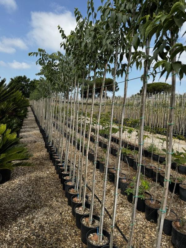 Celtis Australis (Bagolaro) — Albero, circonferenza 6/8 cm, vaso 9 litri