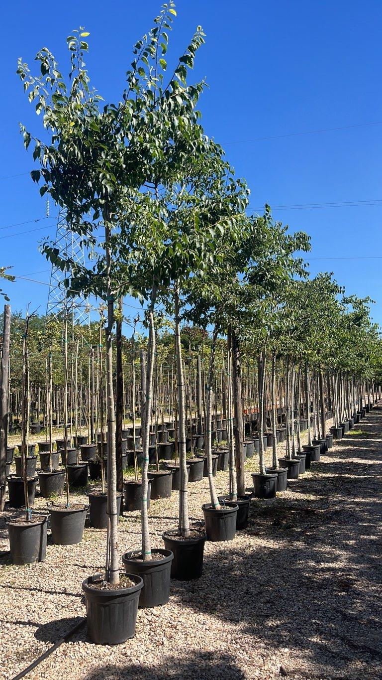 Celtis Australis (Bagolaro) — Albero, circonferenza 10/12 cm, vaso 30 litri