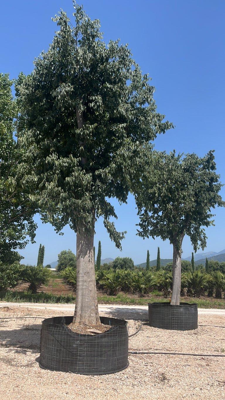 Celtis Australis (Bagolaro) — Albero, circonferenza 100/150 cm, in rete