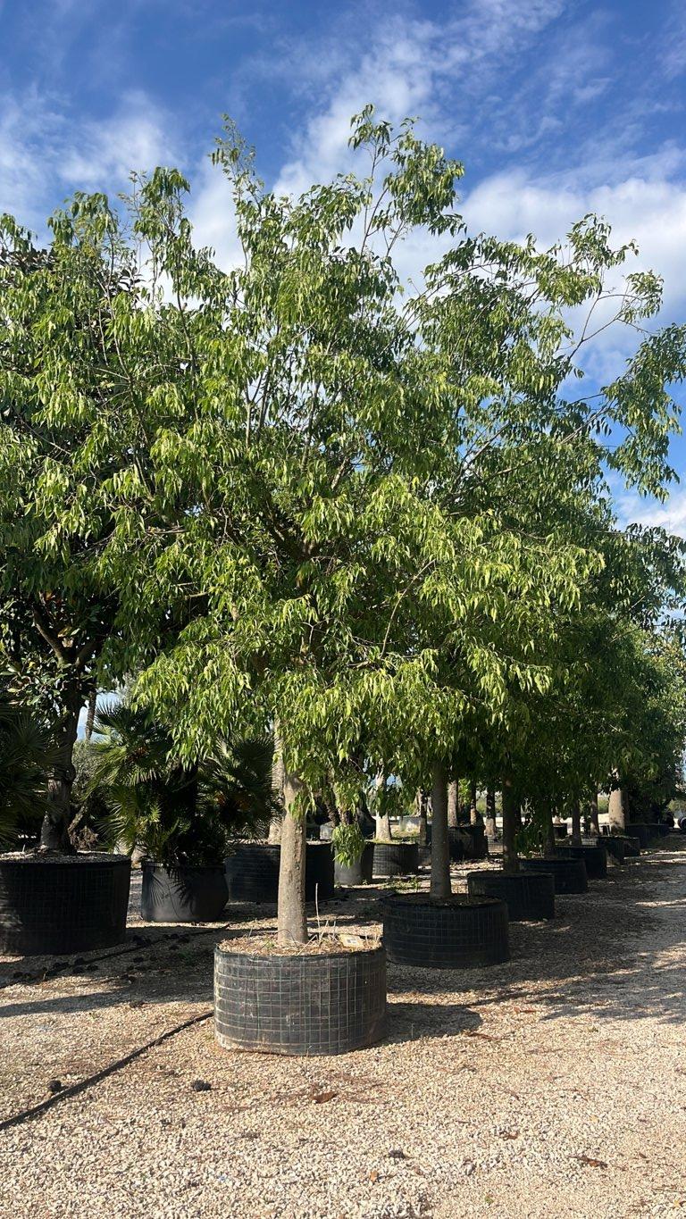 Celtis Australis (Bagolaro) — Albero, circonferenza 50/60 cm, in rete