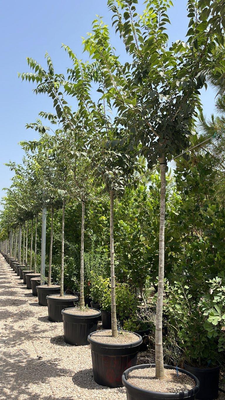 Celtis Australis (Bagolaro) — Albero, circonferenza 12/14 cm, vaso 110 litri