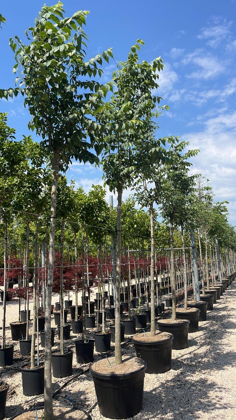 Celtis Australis (Bagolaro) — Albero, circonferenza 14/16 cm, vaso 110 litri