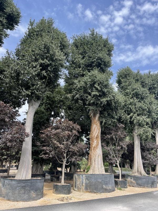 Celtis Australis (Bagolaro) — Esemplare tipologia A2, in rete