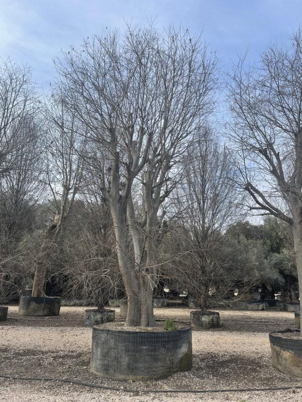 Celtis Australis (Bagolaro) — Esemplare tipologia A3, in rete
