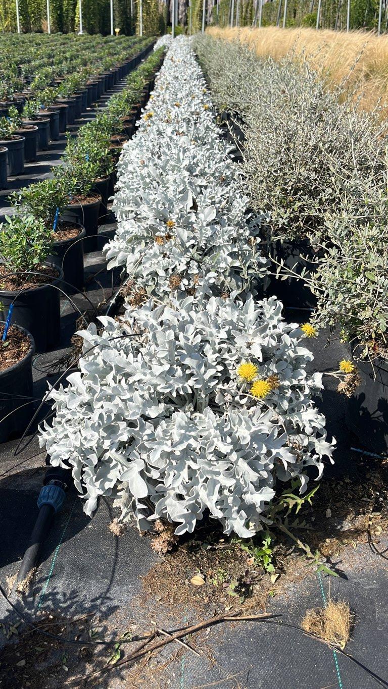 Centaurea Ragusina Silver Swirl — vaso 9 litri